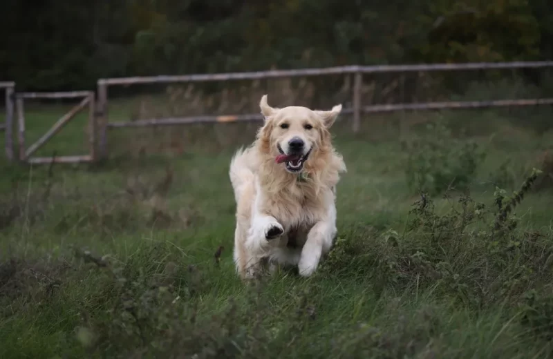 Ukryj Się Urlaub in Polen mit Hund