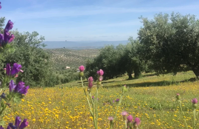 Spanien Urlaub Sitio para caravanas - La Biodiversa - The Farm