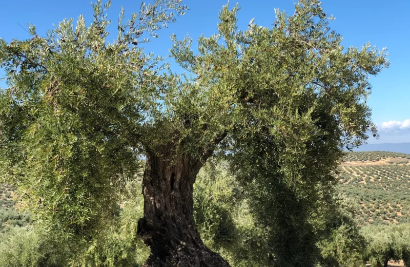  Ronda Málaga Sitio para caravanas - La Biodiversa - The Farm