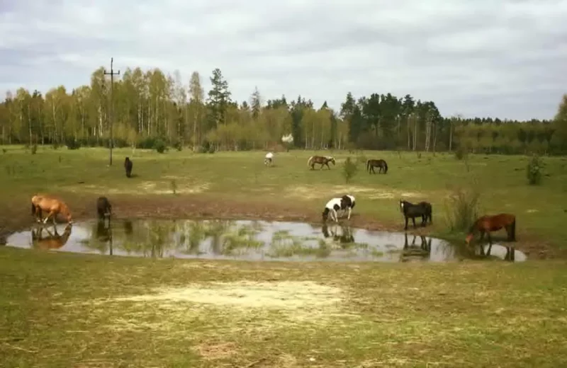 Masuren Polen Sosnowy Zakątek