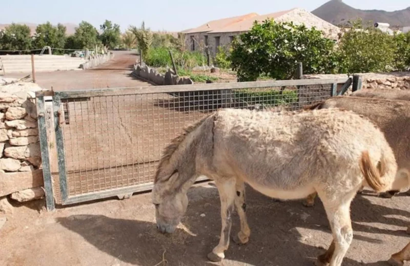 Urlaub Kanarische Inseln Agroturismo La Gayría