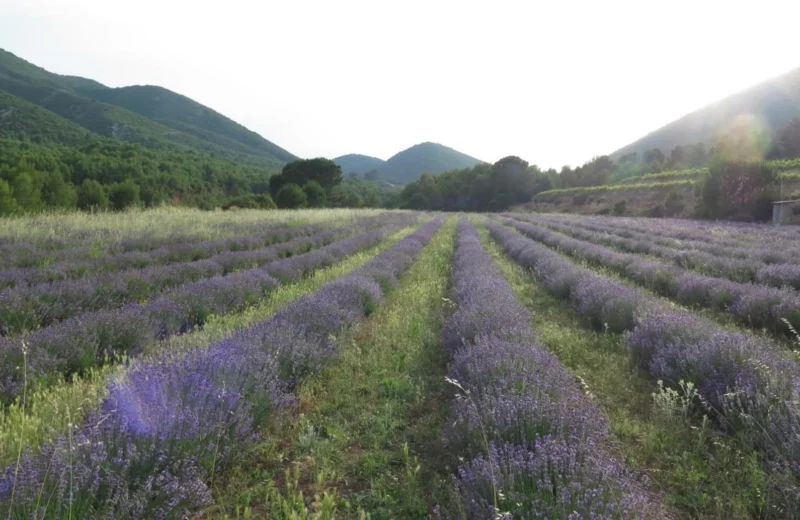 Valencia Spanien Eco Maset - Masía rural y ecológica