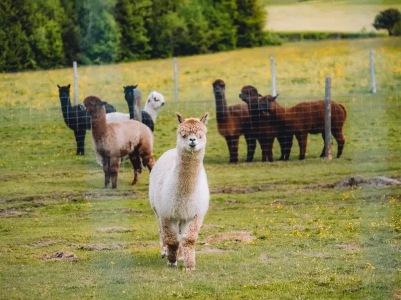alpaca