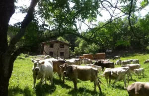 Casa rurales en Cataluña Provincia de Lérida