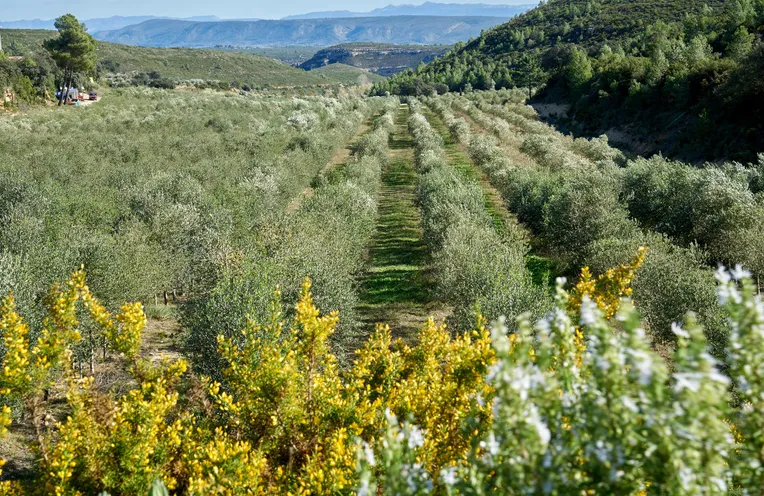 vistas al campo