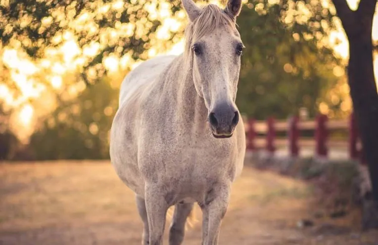 caballo en una finca tradicional