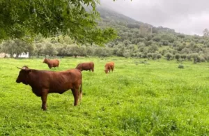 campo animales montañas