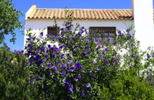 alquileres vacacionales en la costa de la luz