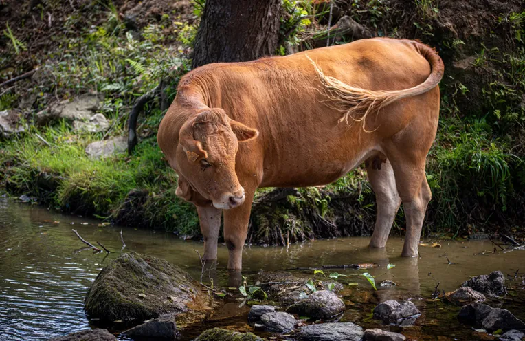una vaca en el río