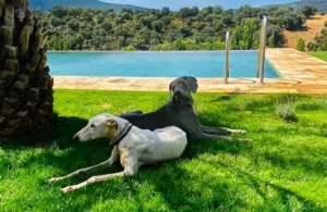 dos perritos al lado de la piscina
