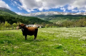 animales de campo