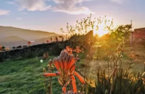 amanecer en el jardín de la casita