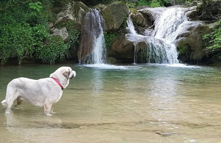 un perrito mirando caer el agua en un lago