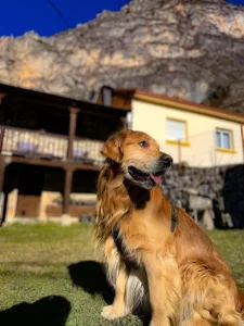 casa que acepta mascotas