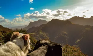 tus mascotas en Asturias