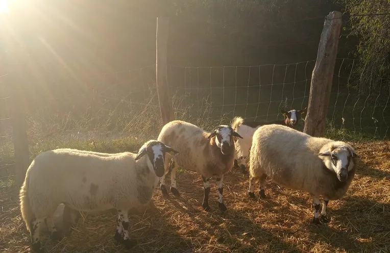 ovejas de la huerta