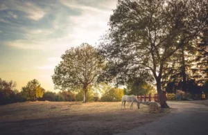 caballo en el campo