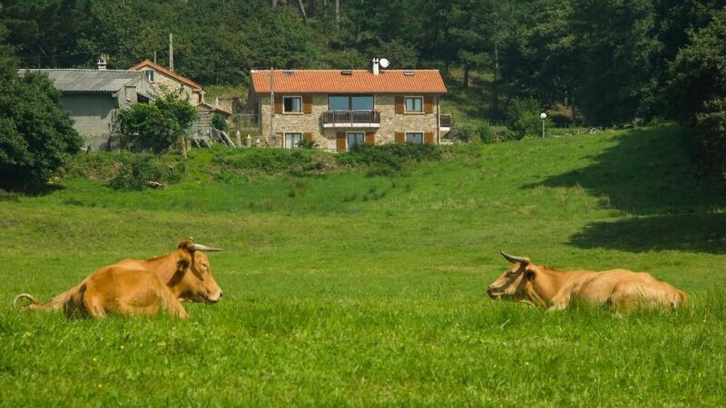 campo vaca galicia