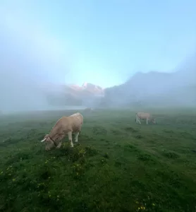 los animales cerca