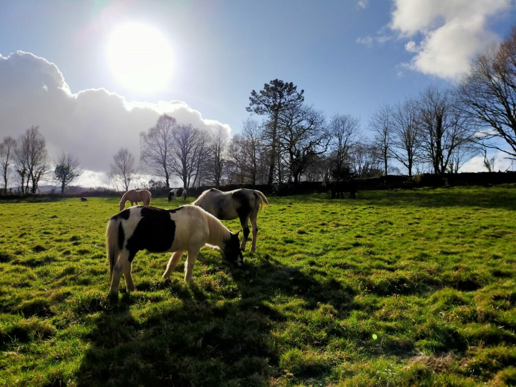 Casas rurales en Galicia: caballos