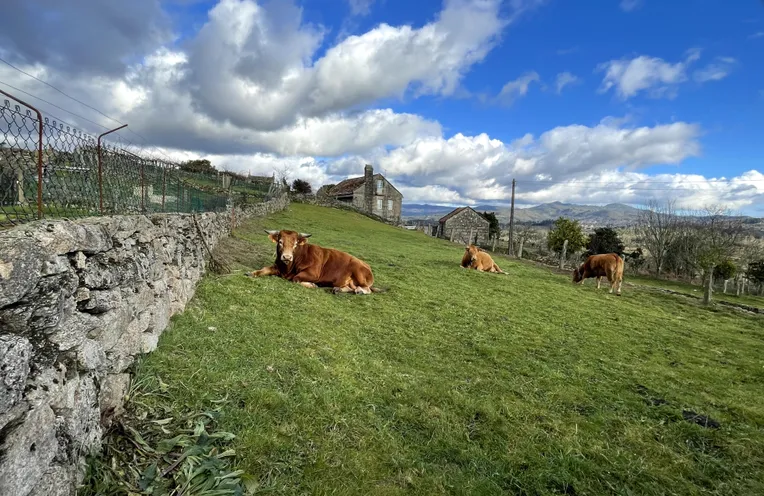 vacas en un pradero