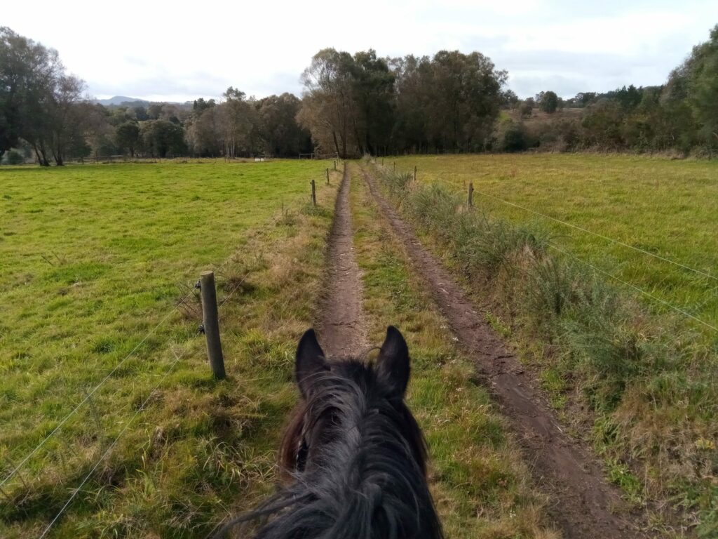 Casas rurales en Galicia: caballo