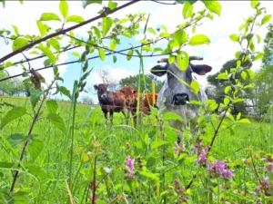 vaca asturias
