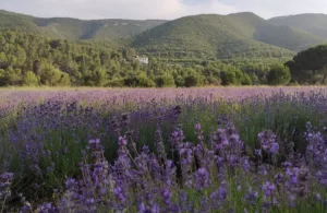 campo de lavanda