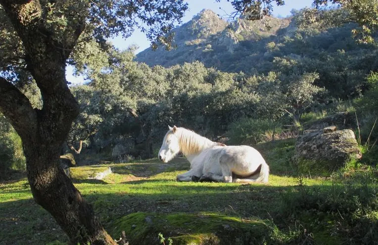 un caballo descansando