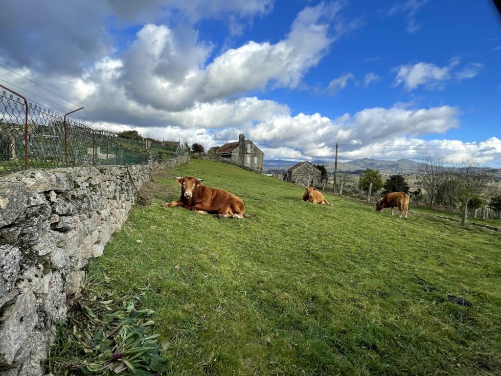 vaca campo galicia