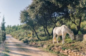 caballito