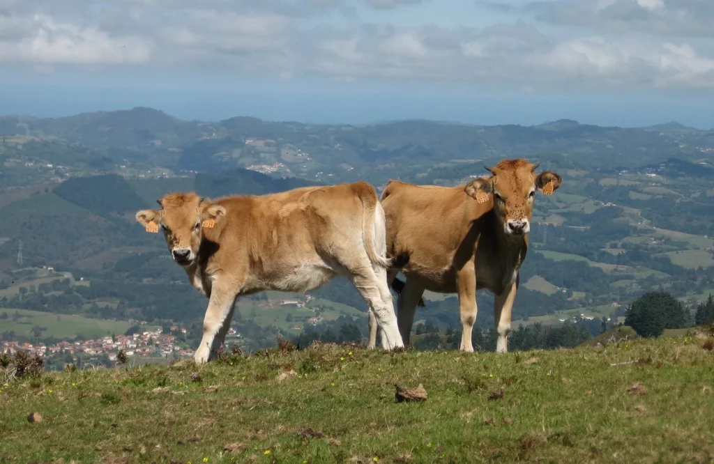 vaca asturias