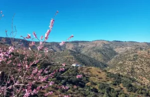 villas en alquiler