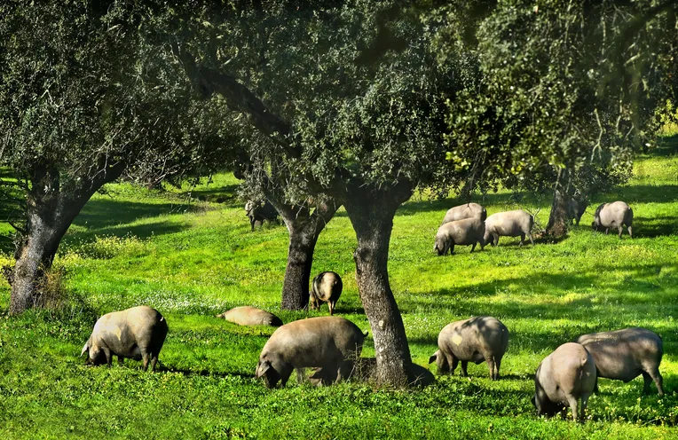 animalitos 