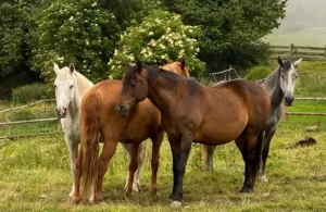 caballitos