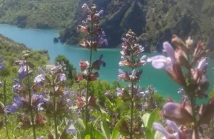 vistas al río