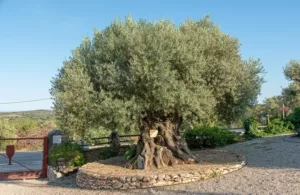 cabañas de madera