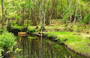 cabaña en los árboles