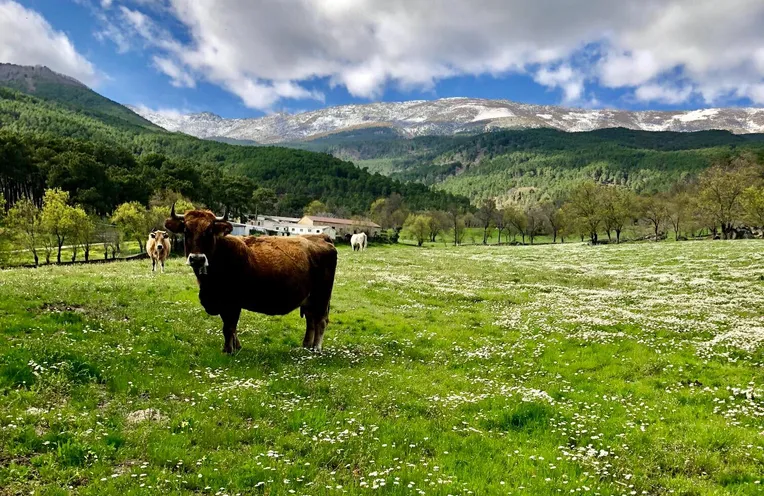 vacas en un prado