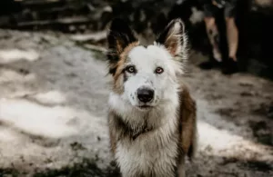 perrito entre las cabañas