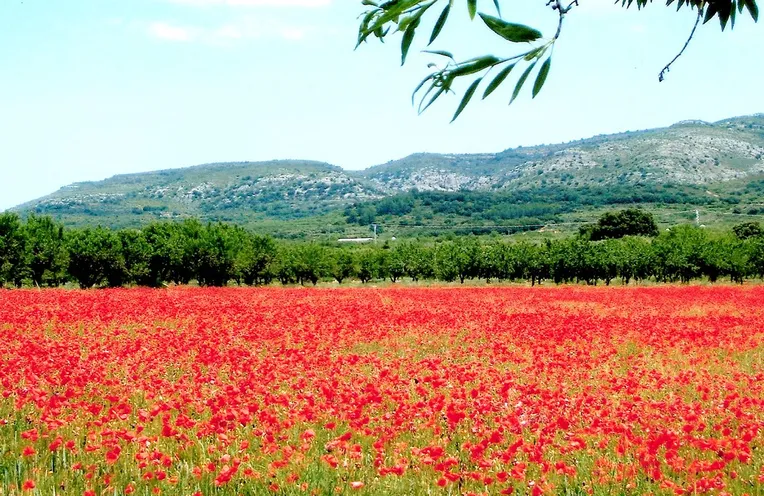 vistas al campo