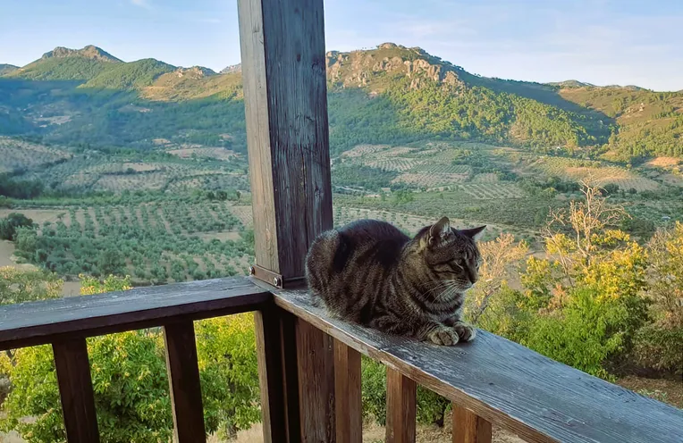 un gatito descansando en la terraza