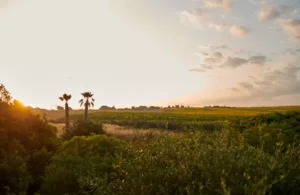 vistas al campo