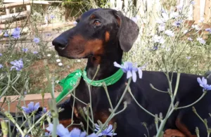perrito