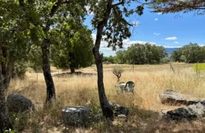 vistas al campo