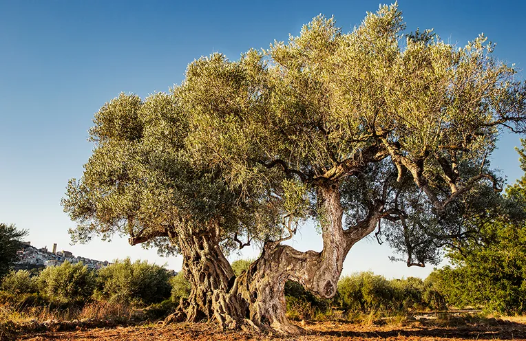 árbol cententario