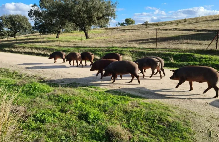 cerditos caminando