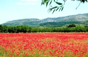 vistas al campo de amapolas
