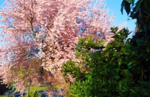 los árboles llenos de flores