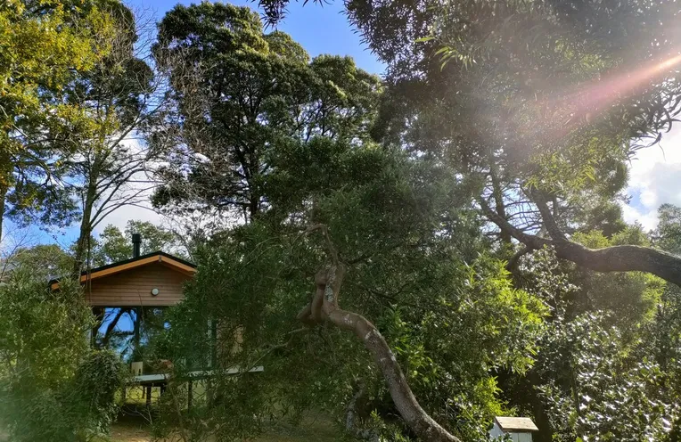 Cabañas en el bosque